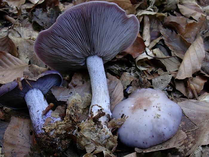 833 Novembre vecchio ritrovamento